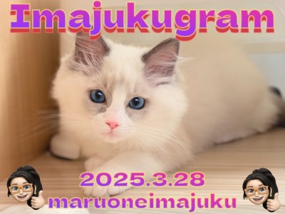 【 イマジュクグラム 】どんどん美猫に成長中のぬいぐるみ系ラグドールの女の子！