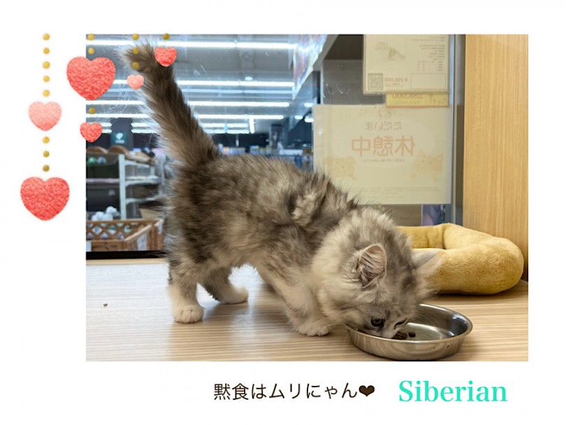 生後71日の様子 | サイベリアン （312099） - 横浜 港北ニュータウン店