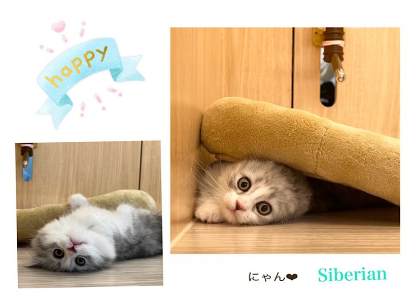 爪研ぎとボールのついた小さなキャットタワーが、入店直後からお気に入り♡ | サイベリアン （312099） - 横浜 港北ニュータウン店