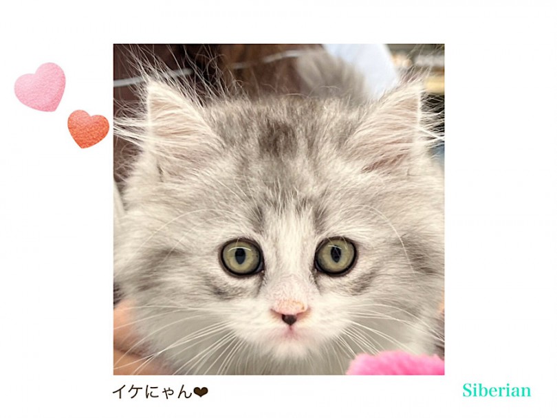 シルバーのグラデーションと大きな瞳が印象的な男の子 | サイベリアン （312099） - 横浜 港北ニュータウン店