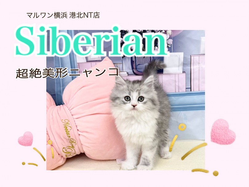 【 サイベリアン 】シルバーカラーの超絶イケにゃんサイベリアン