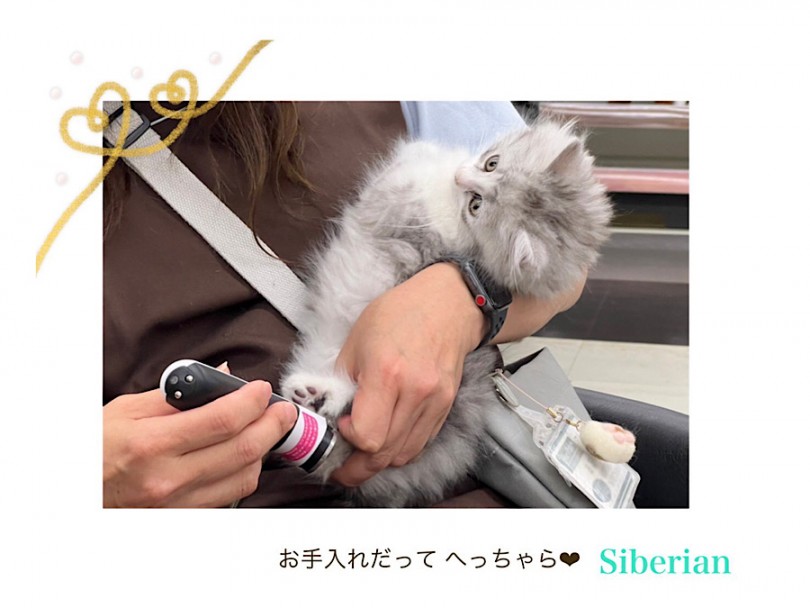 お手入れ練習はじめました！ | サイベリアン （312099） - 横浜 港北ニュータウン店
