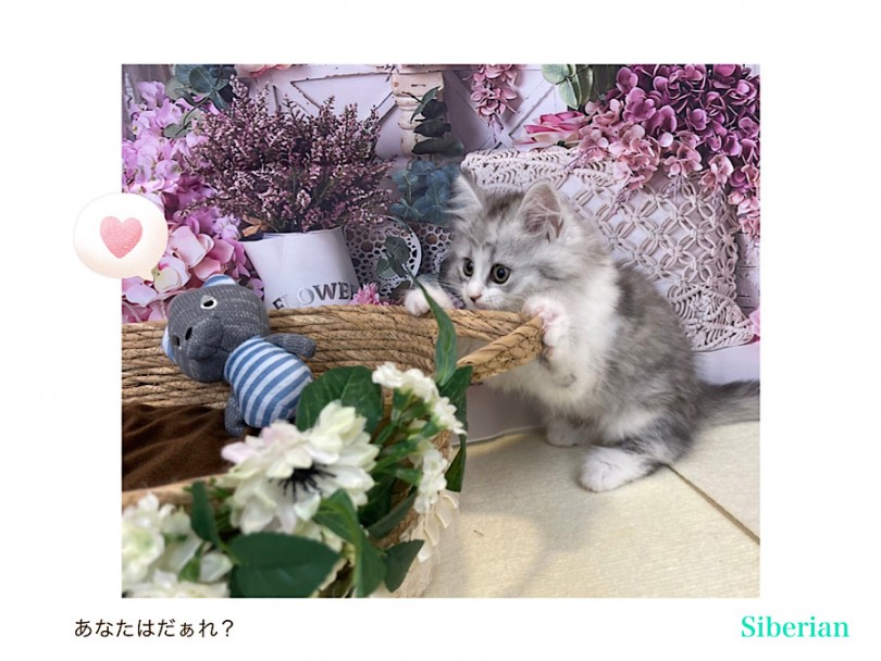 サイベリアン君に会いに来てね！ | サイベリアン （312099） - 横浜 港北ニュータウン店