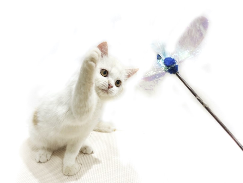 大きな目をキラキラさせて猫じゃらしに夢中です♪ | スコティッシュフォールド （11909） - 横浜 白楽店