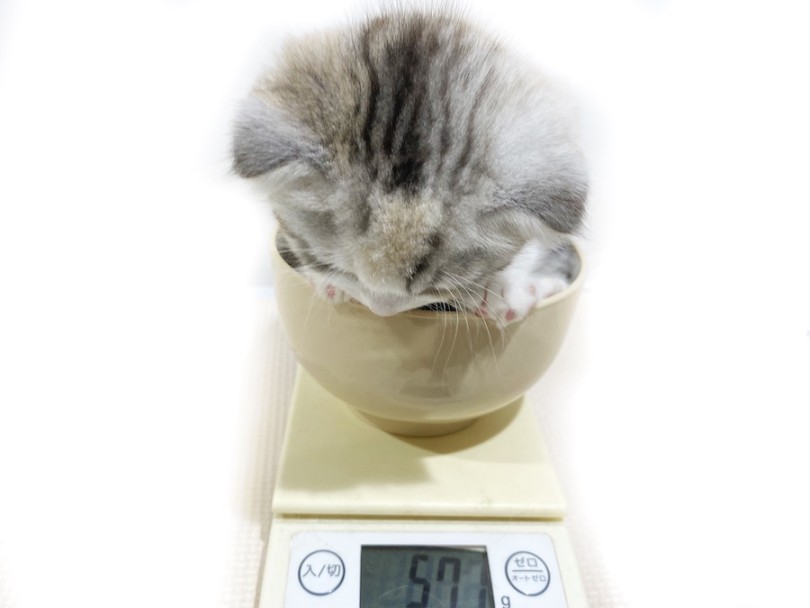 生後60日の体重は571g！ | スコティッシュフォールド （11907） - 横浜 白楽店